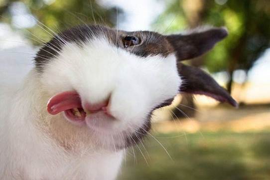 A close up of a crazy Bunny

Description generated with very high confidence